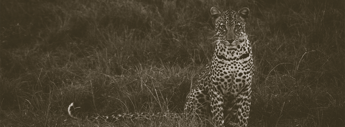 Welcome to the Ultimate Safari Experience!
