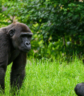 Uganda Primate Safari: 7 Days with Gorillas & Chimpanzees