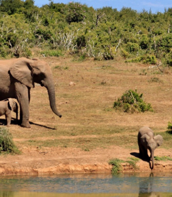 11-Day East African Escape: Gorillas, Source of the Nile & Jungles