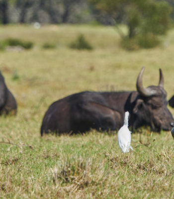 11-Day East African Odyssey: Gorilla Encounter, Falls & Adventure