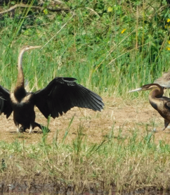 4-Days Birdwatching Extravaganza
