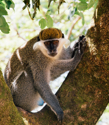 4 Days Chimpanzee Tracking Expedition