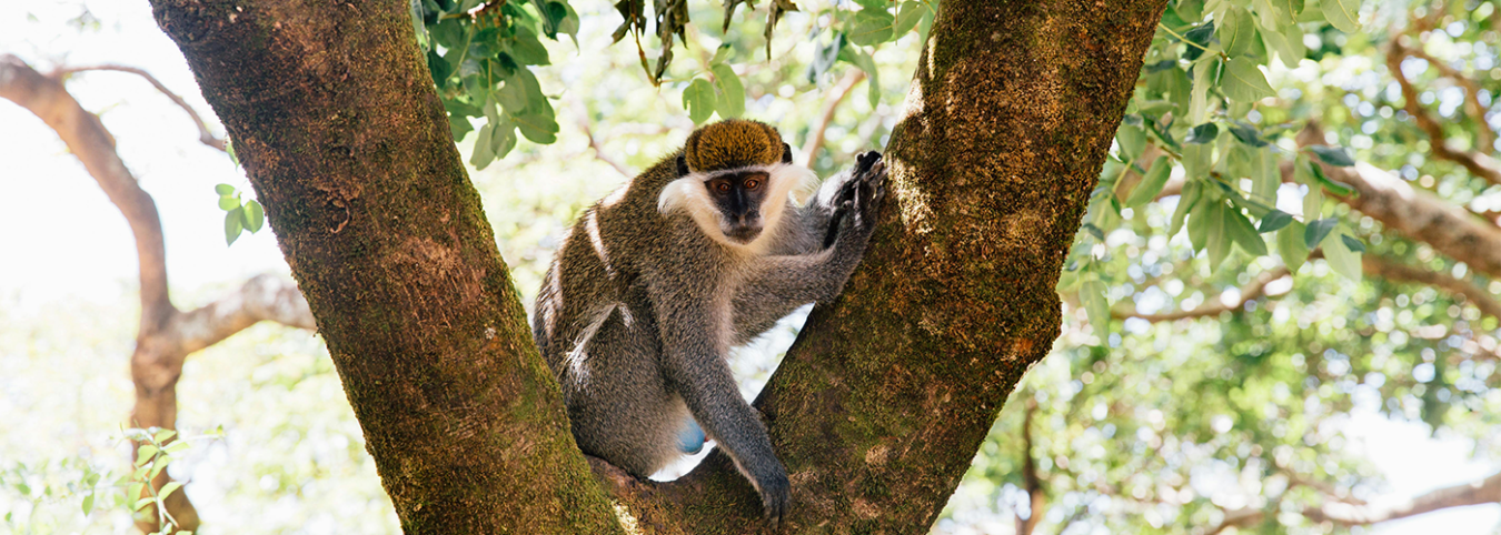 4 Days Chimpanzee Tracking Expedition