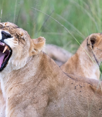 7 Days Wildlife Safari See the Big Five at Akagera National Park