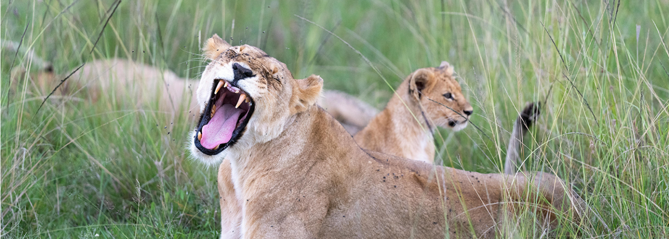 7-Day Akagera National Park Safari: Encounter Africa's Big Five