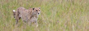 7-Days-of-Safari-Magic-in-Queen-Elizabeth-Park