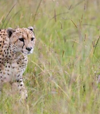 7 Days of Safari Magic in Queen Elizabeth Park