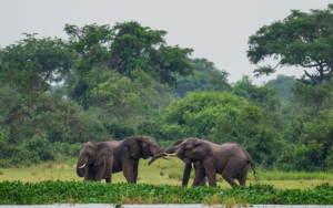 African-Bush-Elephant---Loxodonta-africana,-iconic-member-of-African-big-five-Murchison-falls
