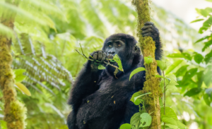 Ape