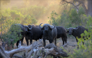 Buffalo