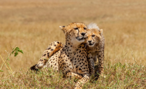 Cheetah-banner