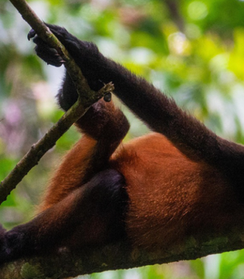 4 Days Chimpanzee Tracking Expedition