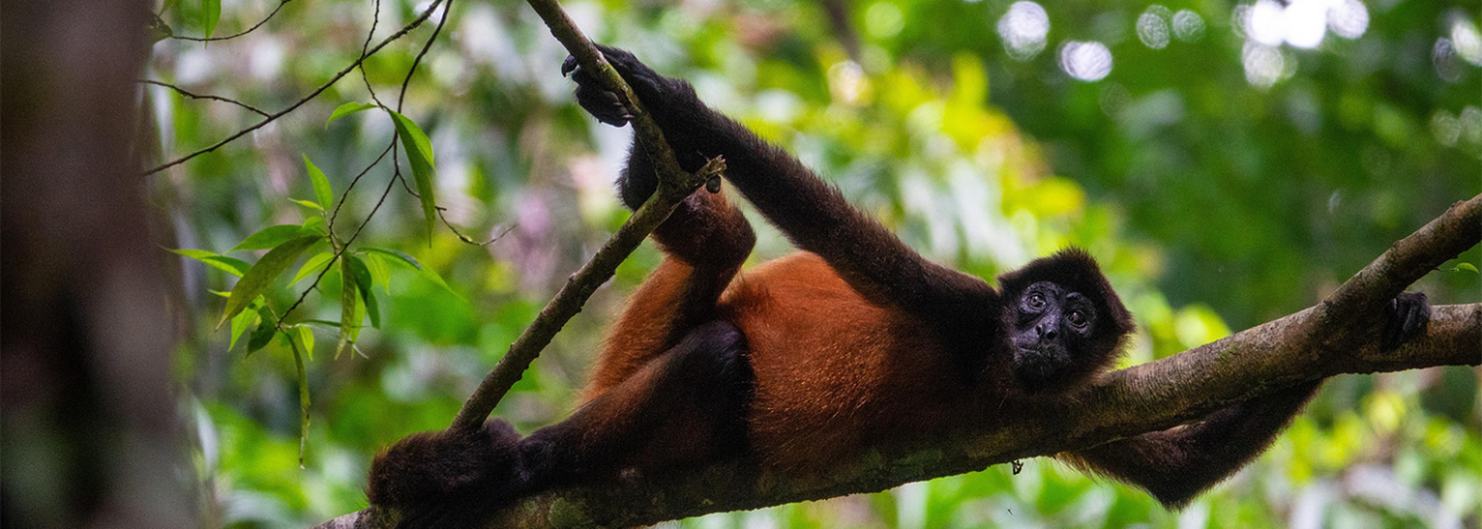 4 Days Chimpanzee Tracking Expedition