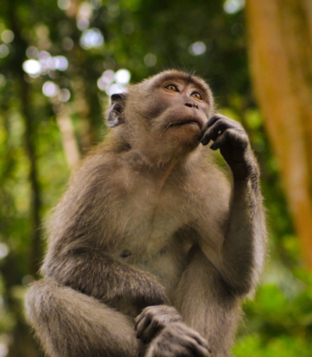 10 Days Uganda Gorilla Trekking and Chimpanzee Safari