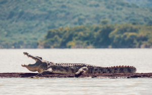 Crocodile