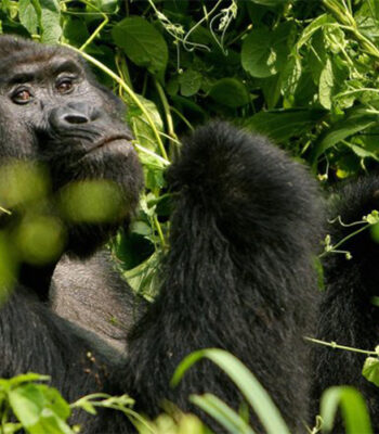 The Ultimate Uganda Primate Safari