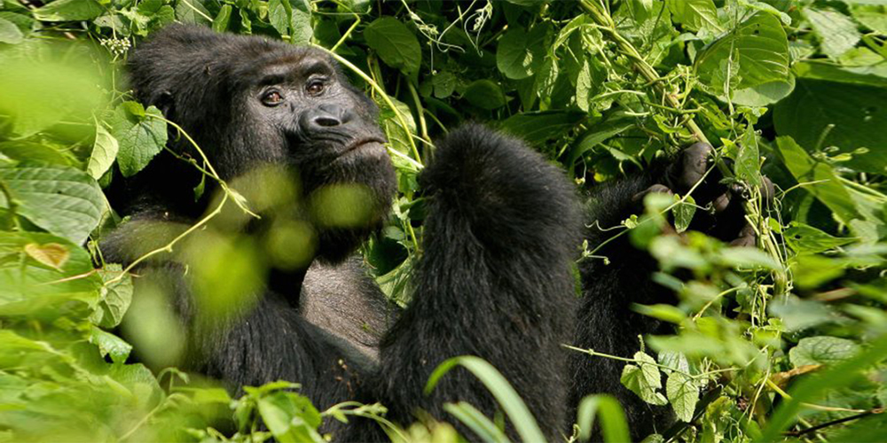 Exploring-the-Top-5-National-Parks-of-Uganda-gorrilla