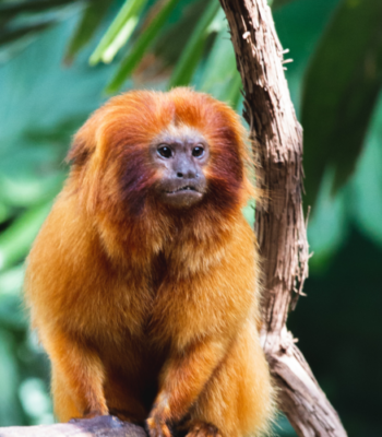 Rwanda’s Primate Expedition: A 5 Days Journey into Chimpanzee and Golden Monkey Habitats