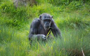 Gorillas-(APE)