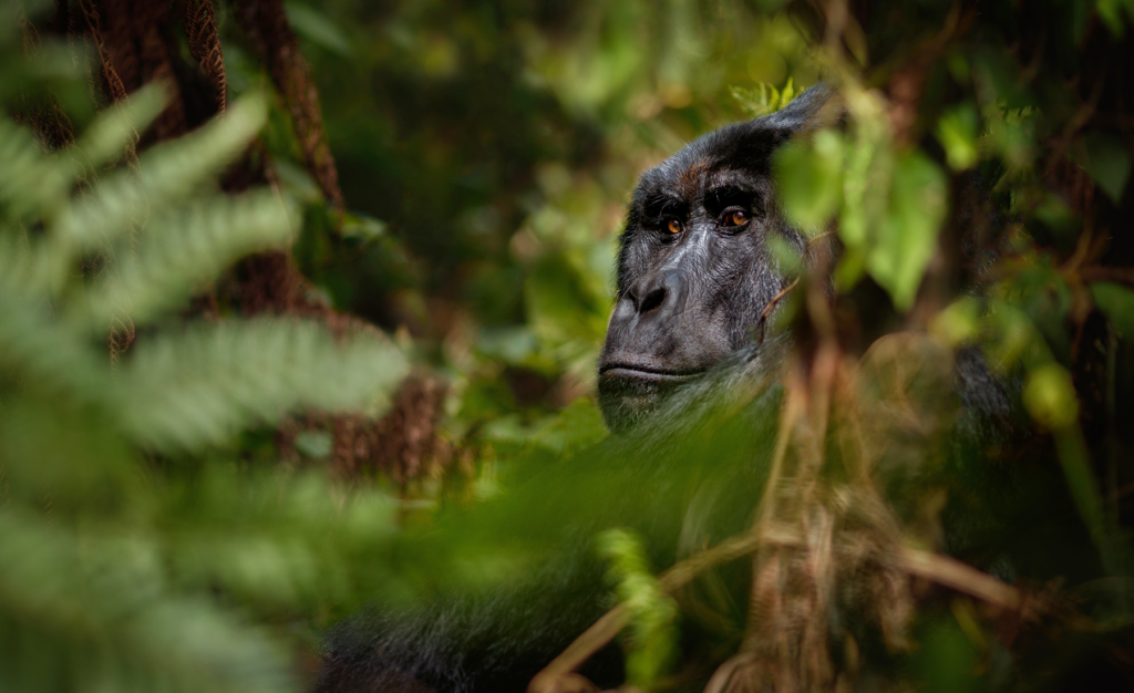 A First-Timer’s Guide to the Majestic Silverbacks / Gorilla Trekking Experience