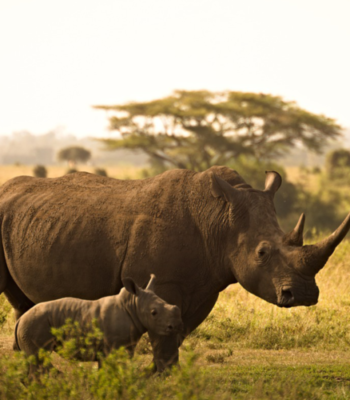Wild Encounters: A 6 Days Wildlife Safari in Uganda