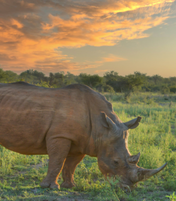 Uganda’s Wildlife Extravaganza: A 7-Days Safari Adventure