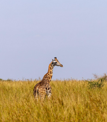 Rwanda’s Wildlife Safari: A 6 Days Expedition through National Parks