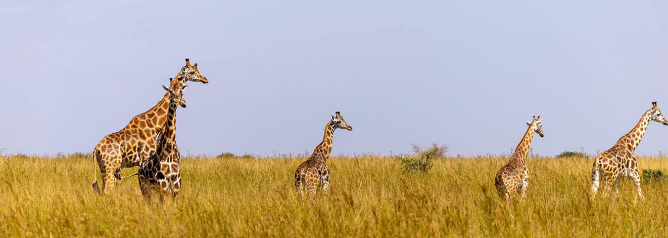 Rwanda’s Wildlife Safari: A 6 Days Expedition through National Parks