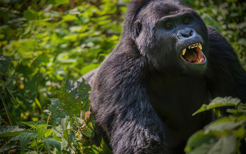 Unveiling 12 Fascinating Facts on Silverback Gorillas in 2024
