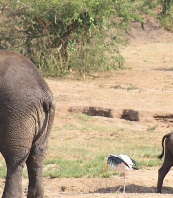 Wild Encounters: A 6 Days Wildlife Safari in Uganda