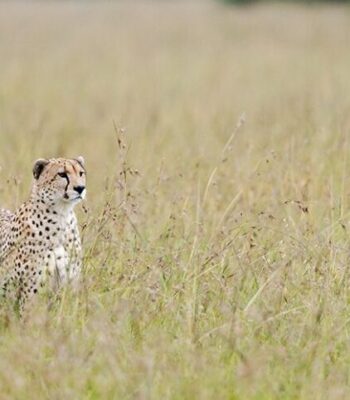 The Best of Uganda: A 12-Days Grand Tour