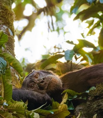 10 Days Uganda Gorilla Trekking and Chimpanzee Safari