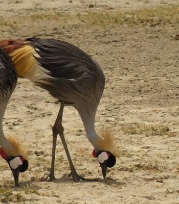 Uganda’s Birdwatching Expedition: A 5 Days Avian Adventure