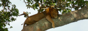 Uganda's-Hidden-Gems-A-10-Days-Off-the-Beaten-Path-Adventure
