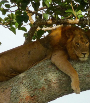 Uganda’s Hidden Gems: A 10-Days Off-the-Beaten-Path Adventure