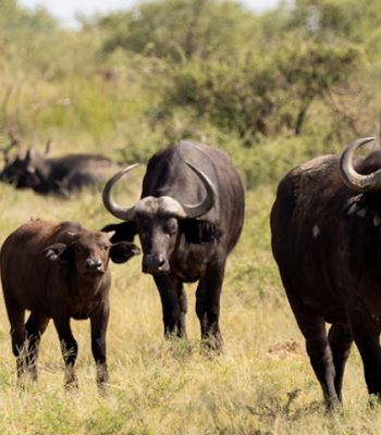 Uganda’s Wildlife Extravaganza: A 7-Days Safari Adventure