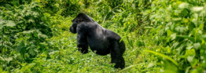 Unforgettable-Gorilla-Encounter-A-3-Days-Expedition-in-Rwanda