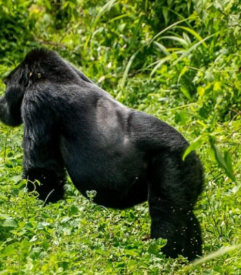 Unforgettable Gorilla Encounter: A 3-Days Expedition in Rwanda