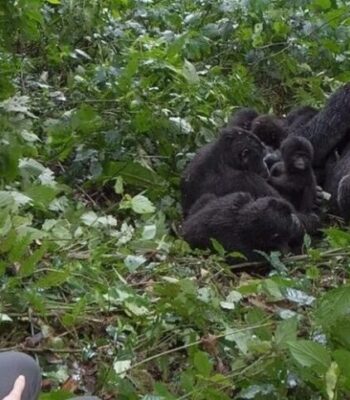 Unforgettable Gorilla Encounter: A 3-Days Expedition in Rwanda