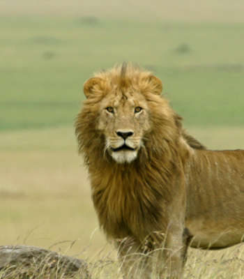 The Best of Rwanda and Uganda: A 10-Days Grand Tour