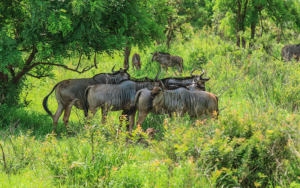 Wildebeest2