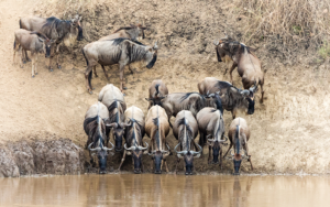 Wildebeests