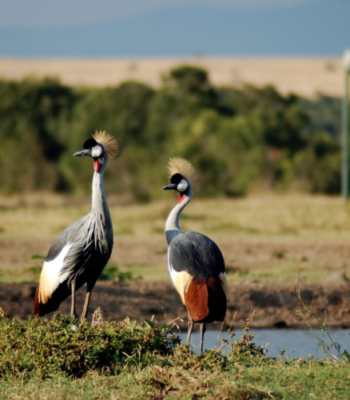 Uganda’s Birdwatching Expedition: A 5 Days Avian Adventure