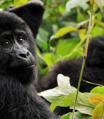 Uganda’s Primate Safari: A 7 Days Exploration of Chimpanzees and Gorillas