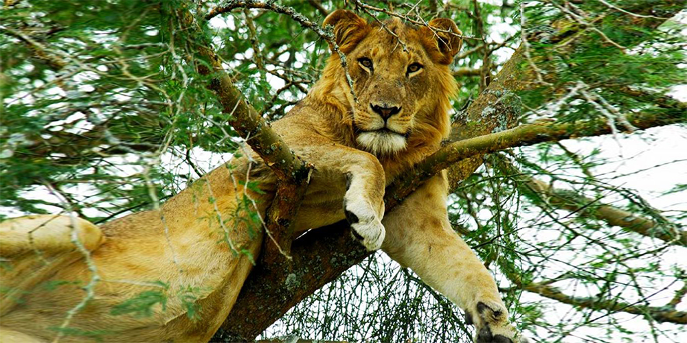 Exploring-the-Top-5-National-Parks-of-Uganda- lion resting