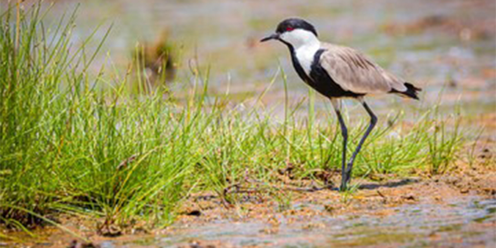 Exploring-the-Top-5-National-Parks-of-Uganda- bird