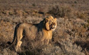 11-Day-East-African-Odyssey--Gorilla-Encounter,-Falls-&-Adventure-lion