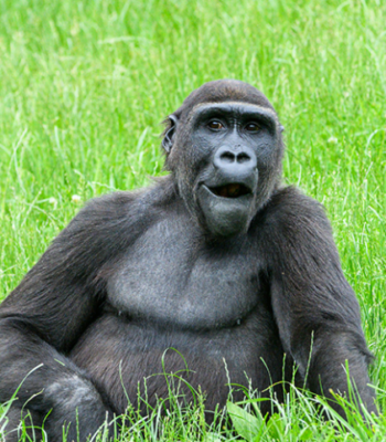 11-Day Rwandan & Burundian Rendezvous: Gorillas, History & Serenity