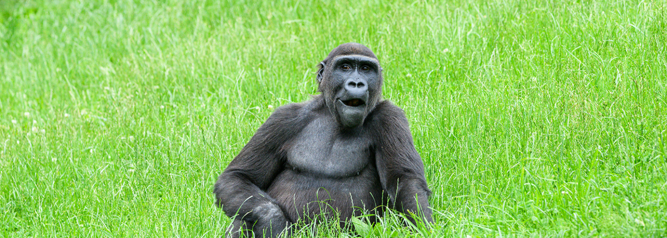 11-Day Rwandan & Burundian Rendezvous: Gorillas, History & Serenity