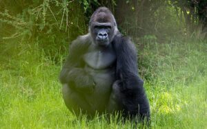 11-Day-Rwandan-Legacy-Gorillas,-Forests-&-Cultural-Immersion-gorilla